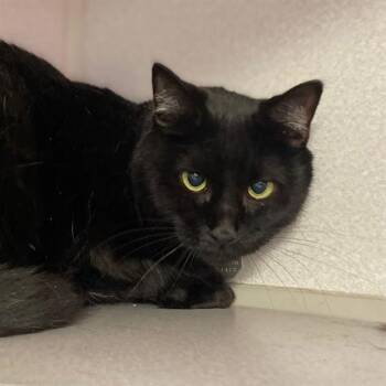 KITTY -  Domestic Short Hair Cat for Adoption in Aurora, Colorado - KITTY | PetCurious