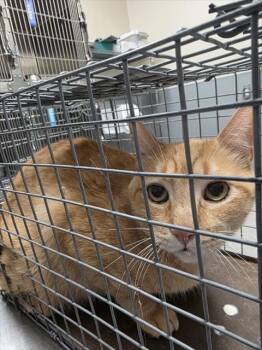 LOUIE -  Domestic Short Hair Cat for Adoption in Las Vegas, Nevada - LOUIE | PetCurious