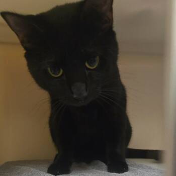 Large Fry -  Domestic Short Hair Cat for Adoption in Salisbury, Massachusetts - Large Fry | PetCurious