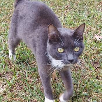 Rescue Domestic Short Hair Cats for Adoption in Beaumont, Texas - Page | PetCurious