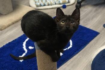 Katrina -  Domestic Short Hair Cat for Adoption in Fountain Hills, Arizona - Katrina | PetCurious