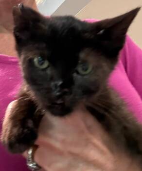 Riddle -  Domestic Short Hair Cat for Adoption in North Richland Hills, Texas - Riddle | PetCurious