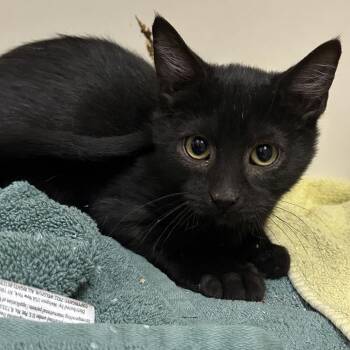 Dusk -  Domestic Short Hair Cat for Adoption in Murray, Utah - Dusk | PetCurious