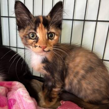 Jolly -  Domestic Medium Hair Cat for Adoption in Hawthorne, California - Jolly | PetCurious