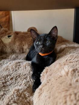Doodle -  Domestic Short Hair Cat for Adoption in Homestead, Florida - Doodle | PetCurious