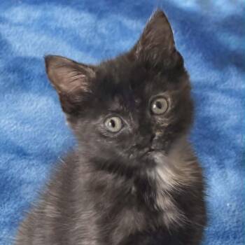 Domestic Short Hair Cats Available for Adoption - Minx 0226 Bonded W/Carmel | PetCurious