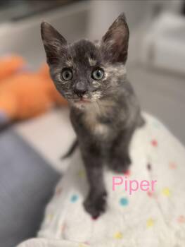 Piper -  Domestic Short Hair Cat for Adoption in Scottsdale, Arizona - Piper | PetCurious