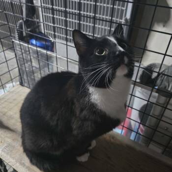 Ramone -  Domestic Short Hair Cat for Adoption in Sioux Falls, South Dakota - Ramone | PetCurious