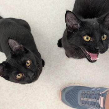 Onyx and Misty -  Domestic Short Hair Cat for Adoption in Quincy, California - Onyx And Misty | PetCurious