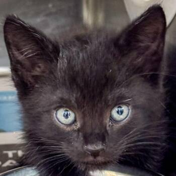 Flounder -  Domestic Short Hair Cat for Adoption in Kennebunk, Maine - Flounder | PetCurious