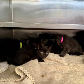 Forrest -  Domestic Short Hair Cat for Adoption in Hawthorne, California - Forrest | PetCurious