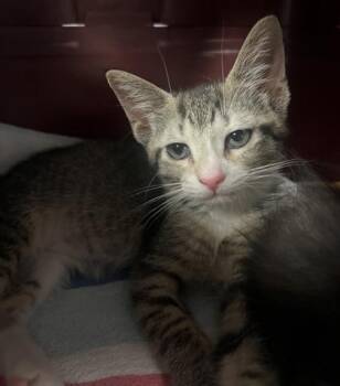 Empress -  Domestic Short Hair Cat for Adoption in Morristown, New Jersey - Empress | PetCurious