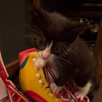 Zorro -  Domestic Short Hair Cat for Adoption in Canton, Illinois - Zorro | PetCurious