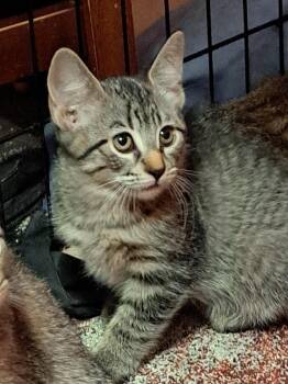 Rescue Domestic Short Hair Cats for Adoption in Mesa, Arizona - Kaelinn | PetCurious