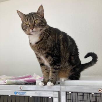 Domestic Short Hair Cats Available for Adoption - Muffin | PetCurious