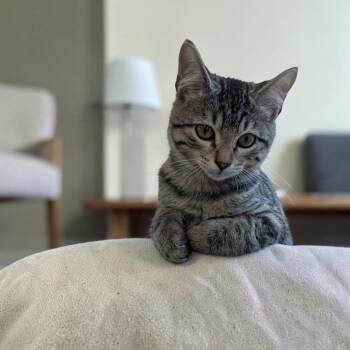 Chansey -  Domestic Short Hair Cat for Adoption in Fort Worth, Texas - Chansey | PetCurious