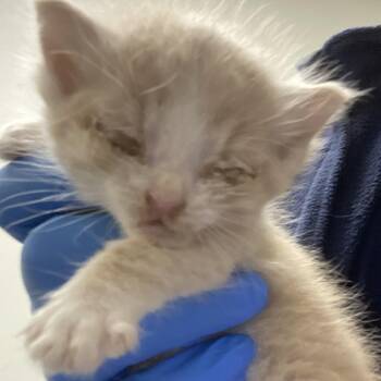 72667 -  Domestic Short Hair Cat for Adoption in Harrisonburg, Virginia - 72667 | PetCurious