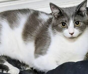 Domestic Short Hair Cats Available for Adoption in Arthur, Ontario - Tabasco | PetCurious