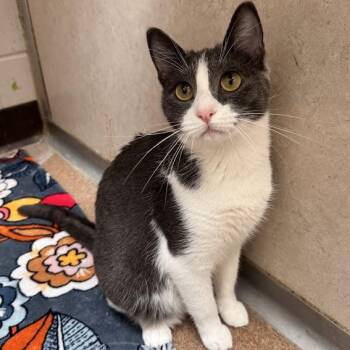 Paisley -  Domestic Short Hair Cat for Adoption in Waterloo, Iowa - Paisley | PetCurious
