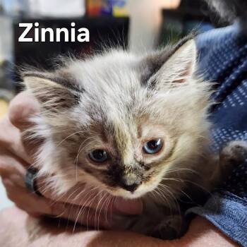 Astrid (Zinnia) -  Domestic Long Hair Cat for Adoption in Lincoln, California - Astrid (Zinnia) | PetCurious