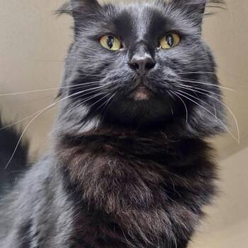 Nana -  Domestic Long Hair Cat for Adoption in Great Falls, Montana - Nana | PetCurious