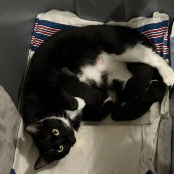 Rainbow -  Domestic Short Hair Cat for Adoption in League City, Texas - Rainbow | PetCurious