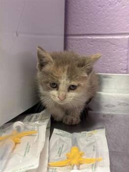 61050957 -  Domestic Short Hair Cat for Adoption in El Paso, Texas - 61050957 | PetCurious