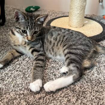 Juniper -  Domestic Short Hair Cat for Adoption in Keizer, Oregon - Juniper | PetCurious