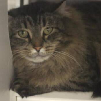 Biscuit -  Domestic Long Hair and Mixed Breed Cat for Adoption in Ashtabula, Ohio - Biscuit | PetCurious