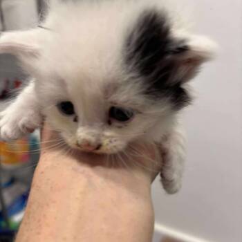 Rescue Domestic Medium Hair and Domestic Short Hair Cats for Adoption in Spring Hill, Kansas - Riorson | PetCurious