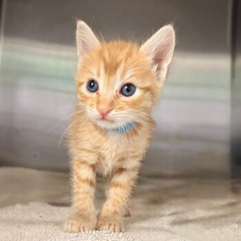 Cleo de Nile -  Domestic Short Hair Cat for Adoption in Palm Springs, California - Cleo De Nile | PetCurious