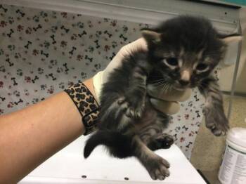 KITKAT -  Domestic Short Hair Cat for Adoption in Riverside, California - KITKAT | PetCurious