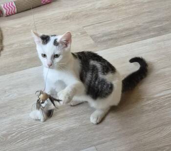 Rosebud -  Domestic Short Hair Cat for Adoption in South Bend, Indiana - Rosebud | PetCurious