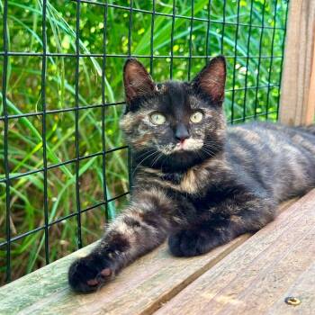 Midnight -  Domestic Short Hair Cat for Adoption in Leechburg, Pennsylvania - Midnight | PetCurious