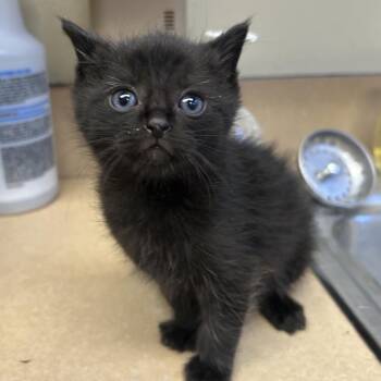 Domestic Short Hair Cats Available for Adoption in Cheyenne, Wyoming - Seal | PetCurious