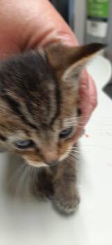 Scuttle -  Domestic Short Hair Cat for Adoption in Georgetown, Ohio - Scuttle | PetCurious