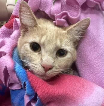 Domestic Short Hair Cats Available for Adoption in Indianapolis, Indiana - AURORA | PetCurious