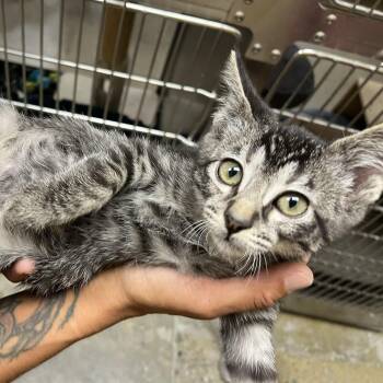 Eddy -  Domestic Short Hair Cat for Adoption in Missoula, Montana - Eddy | PetCurious