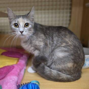 Margaux -  Extra Toes Cat Hemingway Polydactyl Cat for Adoption in Seven Valleys, Pennsylvania - Margaux | PetCurious