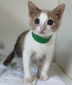 Feli -  Domestic Short Hair Cat for Adoption in Oakland, California - Feli | PetCurious
