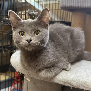 Lexi -  Domestic Short Hair Cat for Adoption in Oakley, California - Lexi | PetCurious