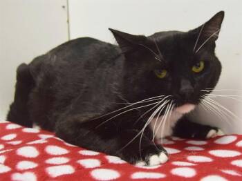 Domestic Short Hair Cats Available for Adoption - GENERAL WHISKERS | PetCurious