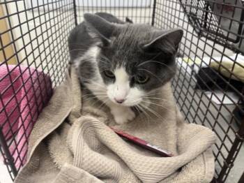 BELLA -  Domestic Short Hair Cat for Adoption in Loveland, Colorado - BELLA | PetCurious