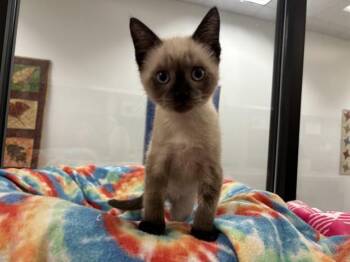 SISU -  Domestic Short Hair Cat for Adoption in Mckinleyville, California - SISU | PetCurious