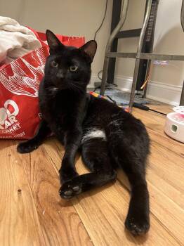 American Shorthair Cats Available for Adoption in New York, New York - Phantom | PetCurious