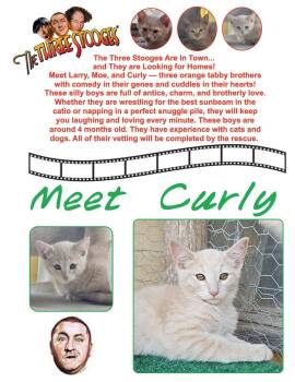 Rescue Domestic Short Hair Cats for Adoption in Clovis, New Mexico - Curly | PetCurious