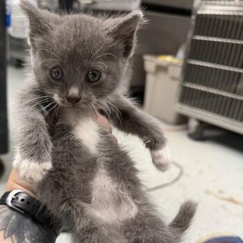 Brewers -  Domestic Short Hair Cat for Adoption in Falls Church, Virginia - Brewers | PetCurious