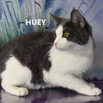 Domestic Short Hair Cats Available for Adoption - Huey | PetCurious