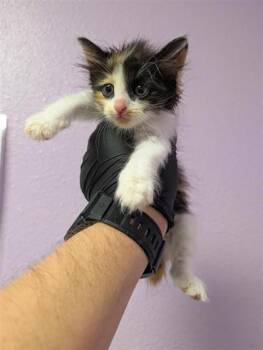 61770804 -  Domestic Short Hair Cat for Adoption in El Paso, Texas - 61770804 | PetCurious