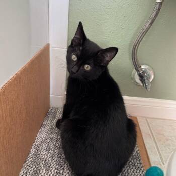 Bailey -  Domestic Short Hair Cat for Adoption in Houston, Texas - Bailey | PetCurious